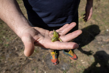 Green lizard on the palm