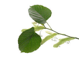 Linden tree leaves, green foliage on twig, branch with buds isolated on white background with clipping path