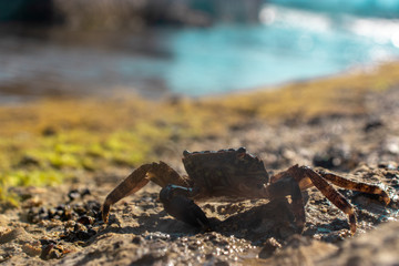 Tiny green shore crab walking on a rock near the sea. Two eyes sticking out of his shell as he carefully treads the wet rock