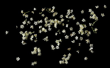 Elderberry flower petals isolated on black background, top view