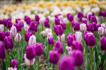 tulip on a tulip field