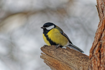 tit sits on a tree branch in the forest
