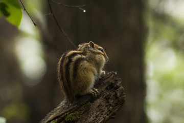 Chipmunk gnawing nuts