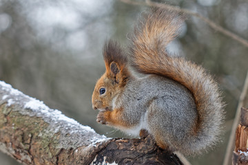 Naklejka na ściany i meble squirrel in the park in winter