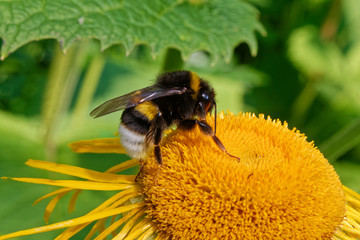 bumblebee on a yellow flower on a sunny day