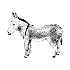 Hand drawn donkey. Farm animal