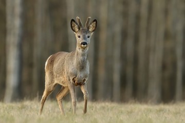 young roebuck grazing on the meadow. Roe deer in the spring landscape. Capreolus capreolus,