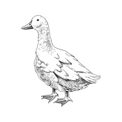 Hand drawn domestick duck