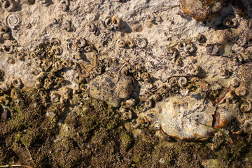 Top view of rocks near the sea shore. Many different shells and fossils with green sea weed and tiny worms and creature
