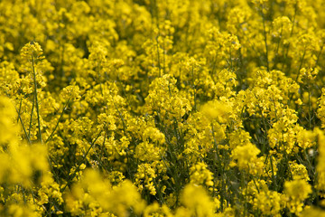 Obraz premium Rapeseed field in Ukraine is summer 