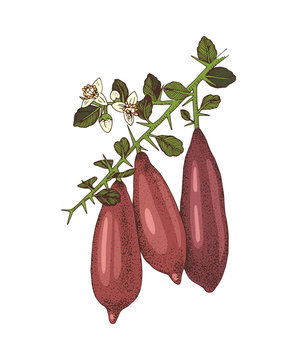 Hand drawn blooming branch of finger limes with ripe fruits