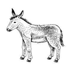 Cute hand drawn baby donkey.
