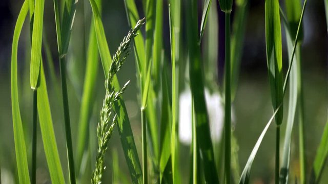 Wheat grass creeping, Elymus repens stems, leaves swaying from the wind in the rays of the summer, spring sun. Macro, clouse up.