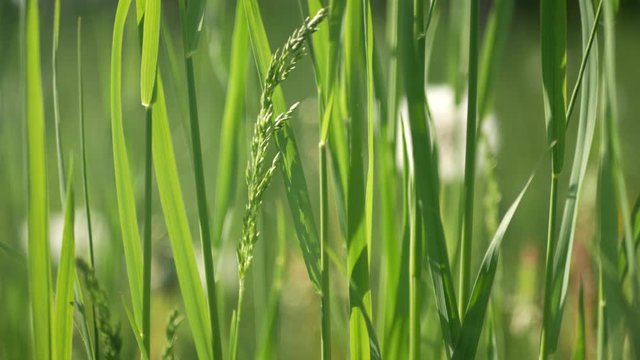 Wheat grass creeping, Elymus repens stems, leaves swaying from the wind in the rays of the summer, spring sun. Macro, clouse up.