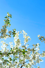 Flowering branches of trees in spring. Background with flowers in backlight and focus on several flowers.