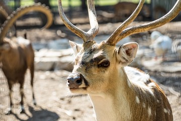 Close-up spotted Chital deer in a park Yarkon. Tel Aviv, Israel.