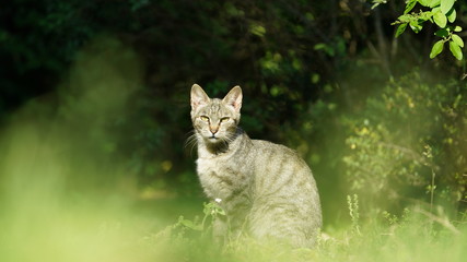 The cute cat playing in the garden with the warm sunlight
