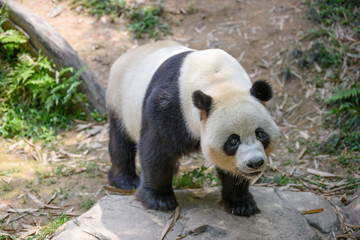 Fototapeta premium Cute panda in the zoo