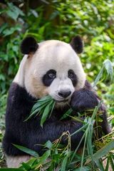 Foto op Canvas Schattige panda die bamboebladeren eet © chendongshan