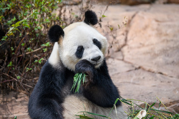 Obraz premium Cute panda eating bamboo leaves