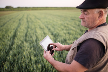 Farmer in a wheat field checking crop. Agricultural concept. Uses smart technology