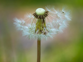 Gray dandelion,  gray ow-thistle flower, half empty half full,  on meadow background, perfect for background, green, close-up  for a seeds, macro photography, texture
