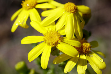 Little yellow flowers in the field.Ragwort, senecio, jacobeae.
