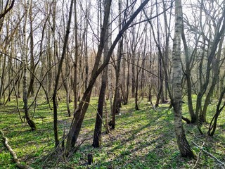 Beautiful forest at sunny spring day