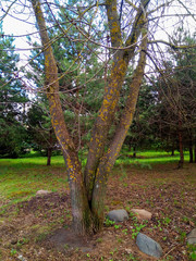 Three trees joined together. Time of year-spring