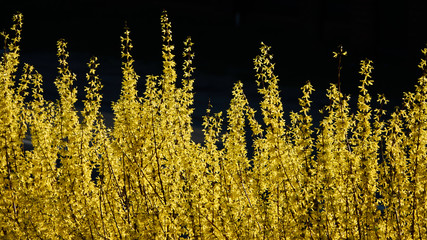 Kwitnąca forsycja. Żółte kwiaty na ciemnym tle ogrodu.