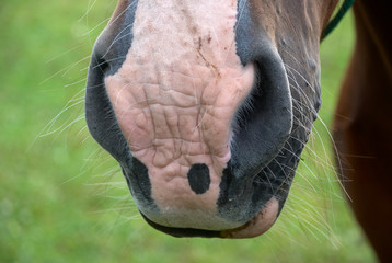 Koński nos. Koń.