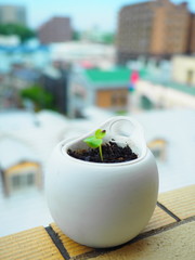 ベランダの植木鉢の新芽