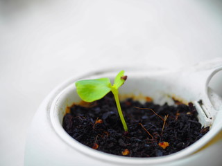 ベランダの植木鉢の新芽