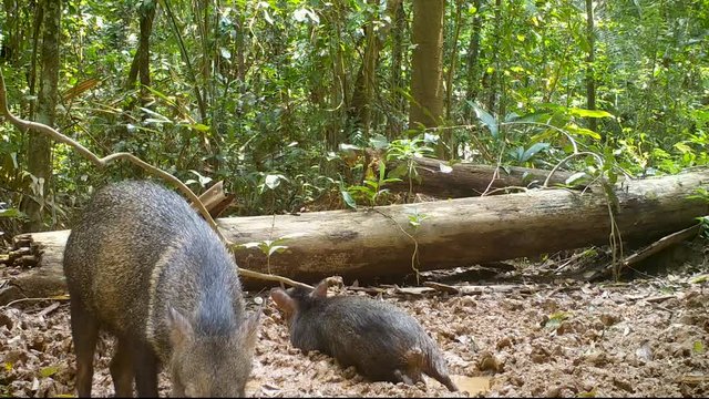 wild animals in the rainforest . pecary. amazon mammal.