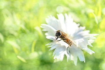 A bee on a white flower collects honey.
