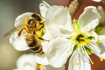 Bee on a white flower close-up