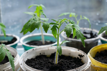 Young seedlings in pots on a white window. Spring planting. Early seedlings grown from seeds at home on the windowsill. Home gardening