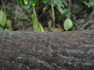 ant on a tree
