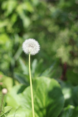 One dandelion in a clearing