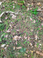 Beautiful forest at sunny spring day