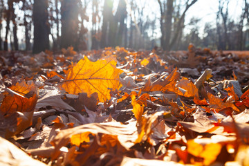 Fallen yellow leaves close-up.