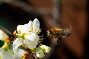 Obraz na płótnie Canvas Bee on a white flower close-up