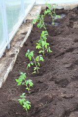 we plant tomato seedlings in the greenhouse on the bed, shovel and seedlings in the greenhouse, the summer season is open