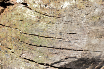The surface of an old stump closeup lit by the sun. Natural background
