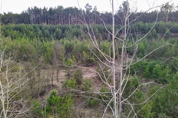 Beautiful forest at sunny spring day