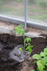 transplanting tomatoes from pot to a greenhouse, watering young tomatoes, caring for vegetable crops