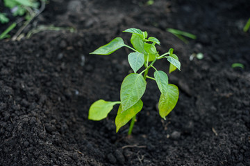 Seedling of the pepper planted in the ground