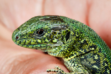 Wild green lizard.