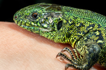 Fototapeta premium Wild green lizard.