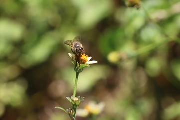 Indian honey bee, Apis cerana on Tick weed flower 